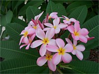 Tropicals/Exotics