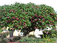 Tropicals/Exotics