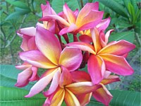 Tropicals/Exotics